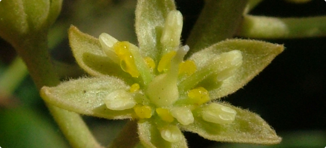 close up of avocado flower showing the stamens lying flat against the sepals leaving the stigma exposed