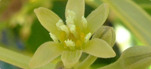 close up of avocado flower showing the stamens standing upright, surrounding the stigma in two whirls, also notice the slit openings in the anthers