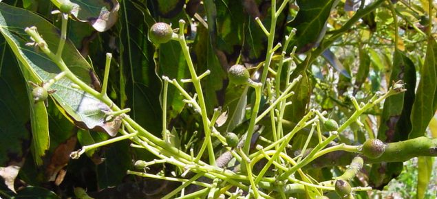 Cultivo de aguacates floración polinización y fructificación 4