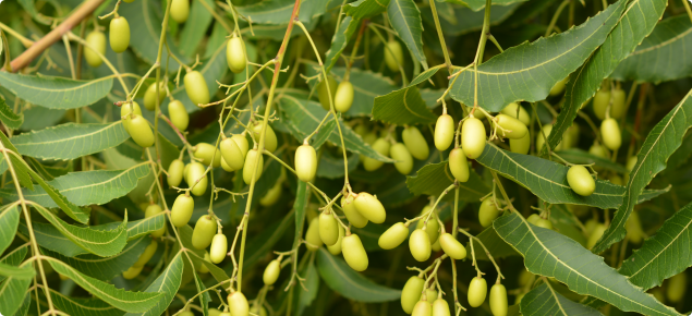 Neem tree leaves and fruit