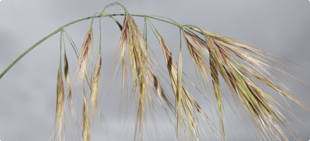 Brome grass