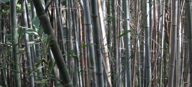 Grey and black stems of bamboo in a dense clump with shadows creating patterns on the stems.