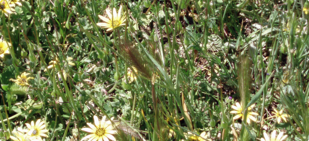 A weed infested pasture at the correct time for treatment of barleygrass seed heads