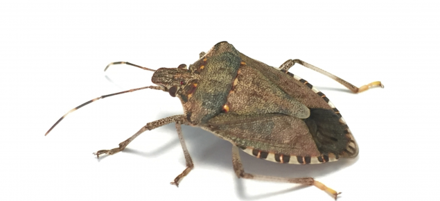 Adult brown marmorated stink bug