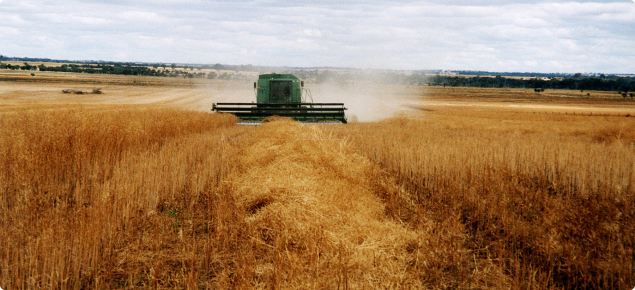 Harvesting canola on raised beds