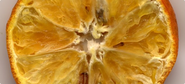 Fruit symptoms of dry rot. Photo courtesy of Dr Roger Shivas, DPIF 2005.