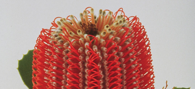 red banksia
