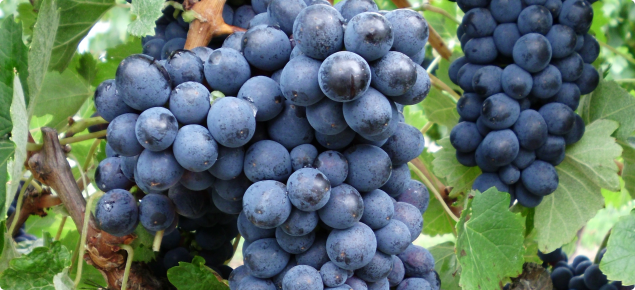 Barbera wine grapes