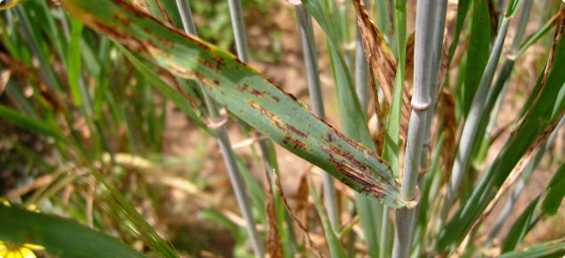 Net type net blotch has thin brown streaks that often cross with a net like appearance