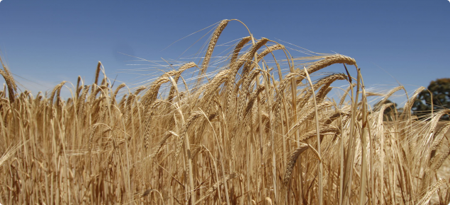 Crop of barley