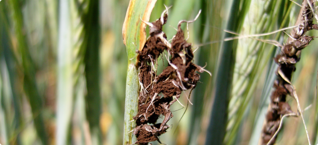 A close up of barley heads affected with loose smut