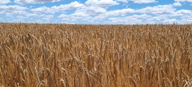 Barley in field