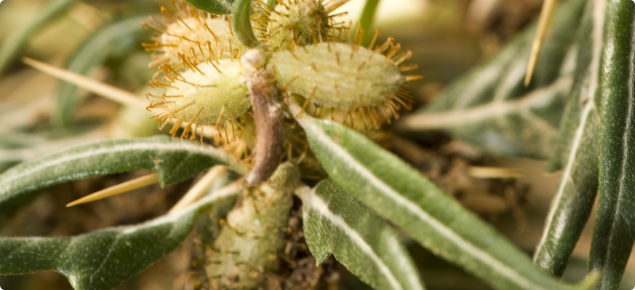Burrs with hooked spines