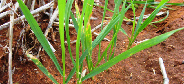 Close up of young wheat plant showing yellow leaf spot disease