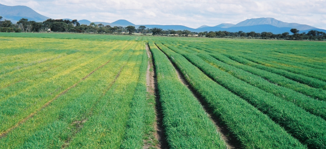 Crops on bed in waterlogged area