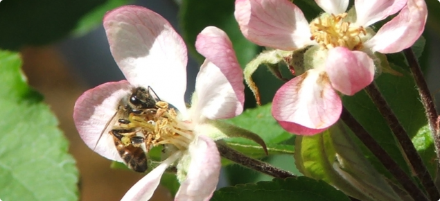Honey bee on visiting an apple flower