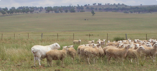 van Rooy ram with young White Dorper ewes 