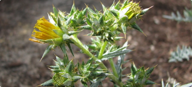 Flowering African thistle plant, with yellow flowers and spiny leaves.