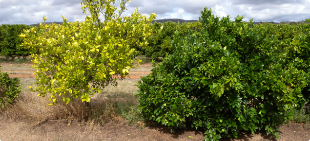 Newhall navel trees on Swingle citrumelo showing sick tree caused by rootstock incompatibility 