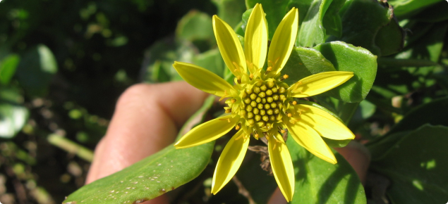 Bitou bush flower.