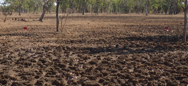 Good condition pasture on a heavy clay soil burnt in the middle of the dry season