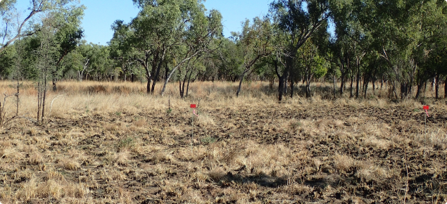 Pasture on heavy clay soil has burnt only in patches in the early dry season