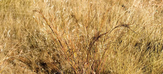 Photograph of black speargrass (Heteropogon contortus) in the Kimberley, Western Australia