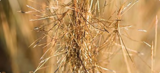 Photograph of black speargrass seed heads (Heteropogon contortus) in the Kimberley, Western Australia