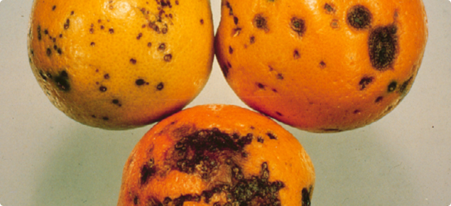 Symptoms of Citrus black spot on oranges