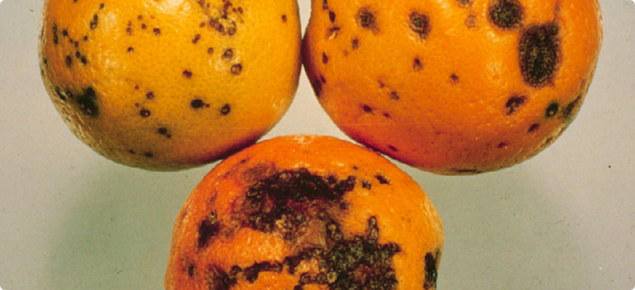 Symptoms of Citrus black spot on oranges