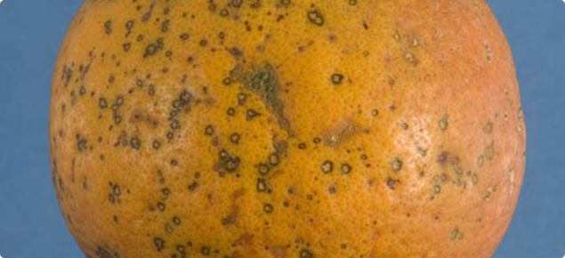 Symptoms of Citrus black spot on oranges