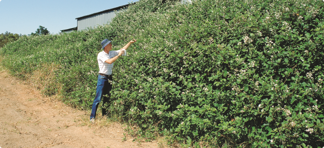 DAFWA research officer inspecting blackberries.