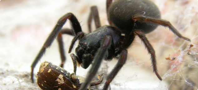 Storm' of spider silk — not webs — drapes Australian city