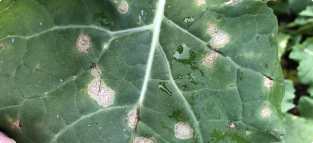 Blackleg lesions on a canol leaf