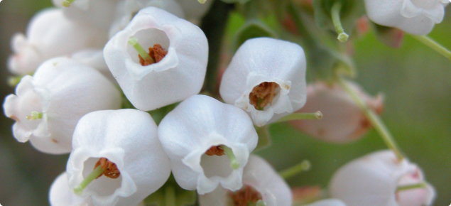 Blueberry flowers grow in bunches and are small and white