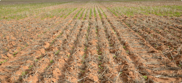 Picture of the continuous wheat trial 