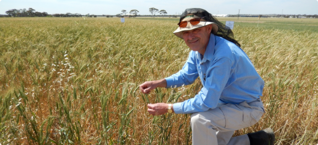 An image of Bob French, DAFWA researcher standing in a paddock in Merredin