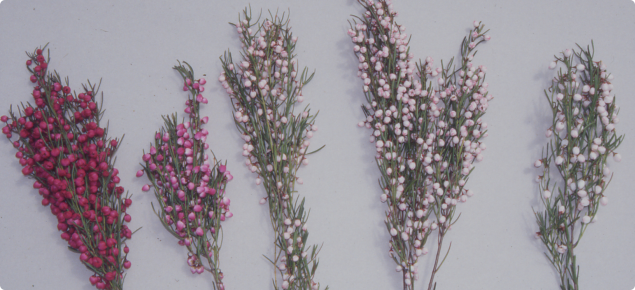 Natural variants of Boronia heterophylla range in colour from almost white through to soft pink and cerise
