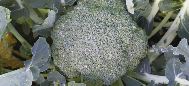Broccoli head ready for harvest. It is about 15 centimeters in diameter and is a compact circular dome in shape.