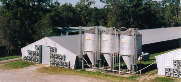 Poultry shed and feed bins
