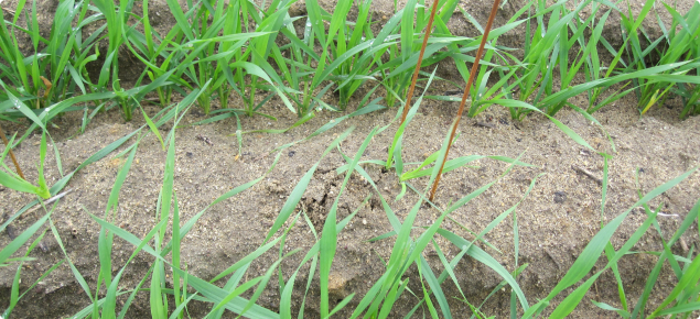 Great brome grass seedlings growing in a wheat crop