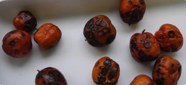 Jujube fruit with brown spot