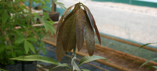 How to make a BAG with mango leaf. 
