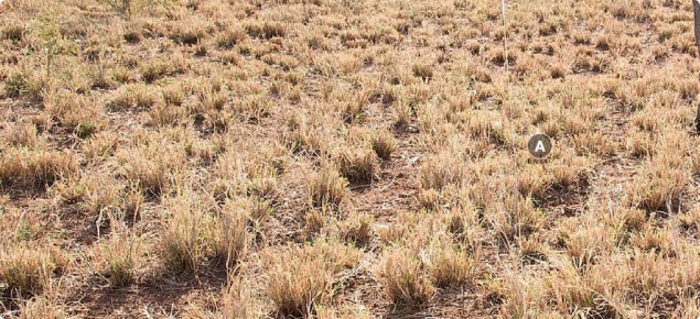 Photograph of buffel grass pasture in good condition