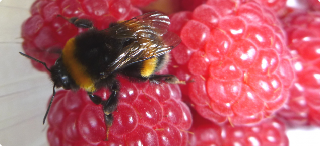 A bumble bee on top of a punnet of raspberries