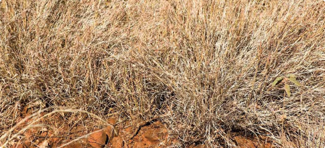 Photograph of bundle-bundle pasture in the Kimberley