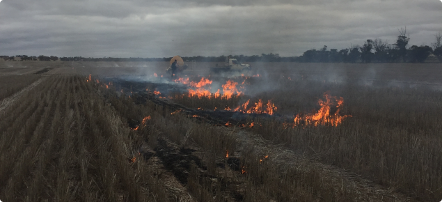 Burning stubble 