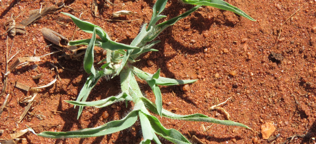 A young button grass plant.