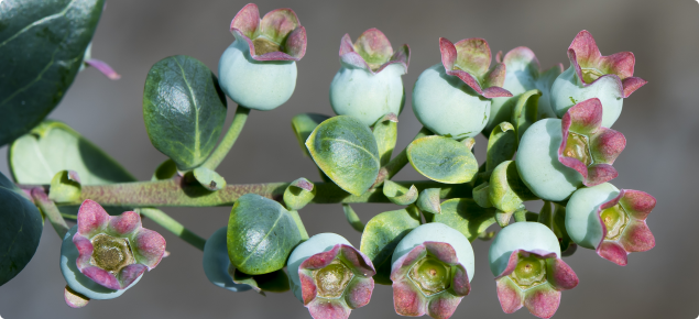 Blueberry plant