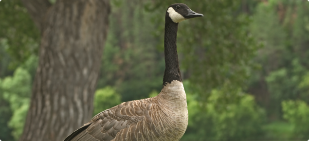 Canada Goose  Pest Information & Prevention Tips
